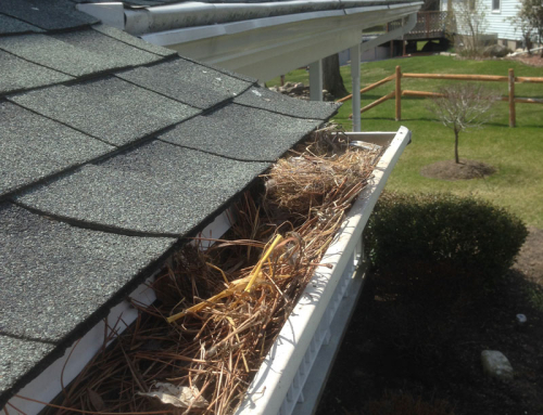 Animal Nest In Gutter