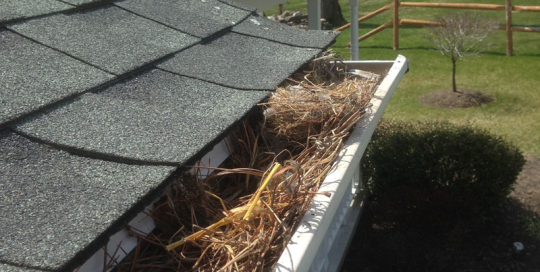 Animal nest in gutter